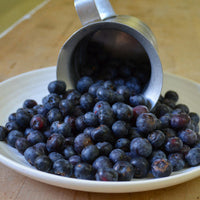 Koinonia Farm Fresh Blueberries