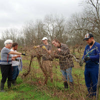 Pruning Grapes