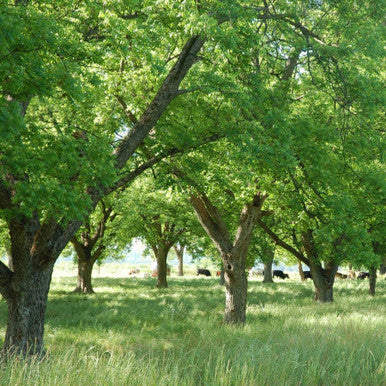 Koinonia Farm Pecan Orchards