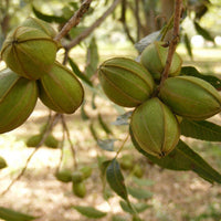 Koinonia Farm Pecans Up Close